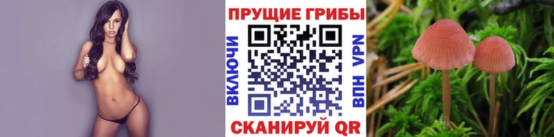 Галлюциногенные грибы Psilocybine cubensis  Карачаевск 